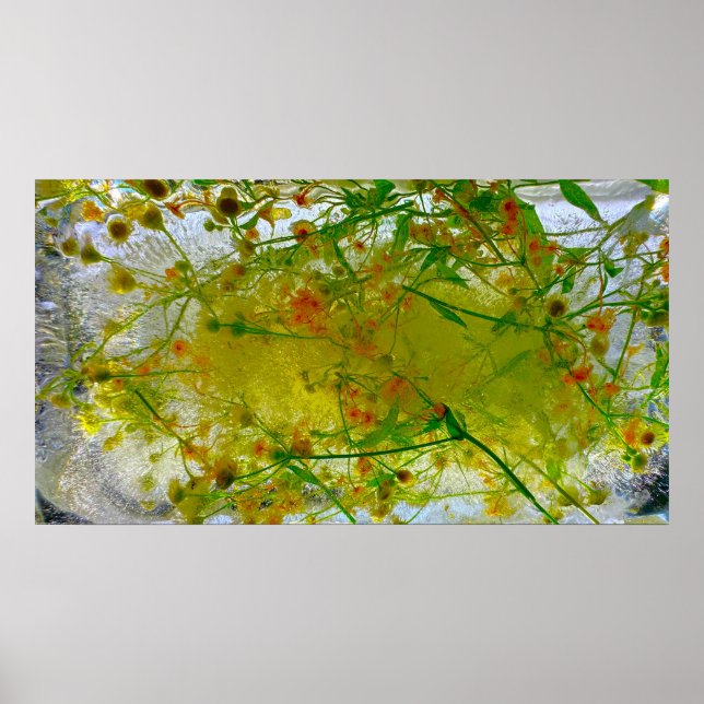 Iced Blossoms,  Poster (Front)