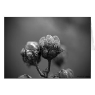 Iced Crape Myrtle Card