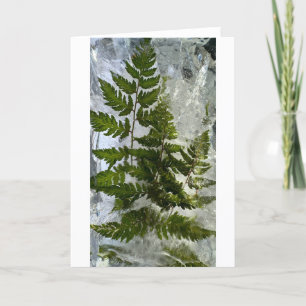 Iced Ferns, Card