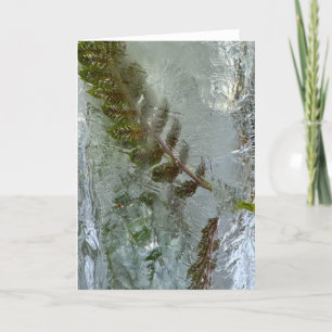 Iced Ferns, Card
