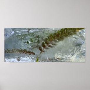 Iced Ferns, Poster