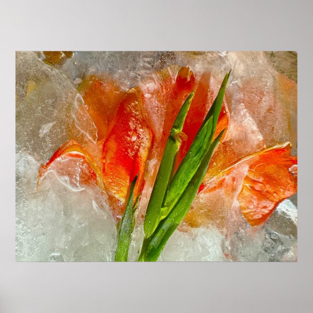Iced Gladioli,  Poster (Front)