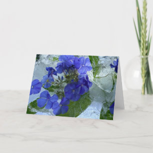 Iced Phlox, Card