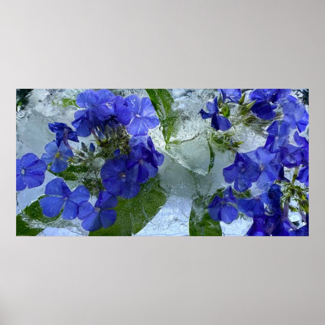 Iced Phlox,  Poster (Front)