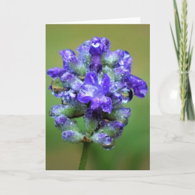 Iced Purple, card (Front)