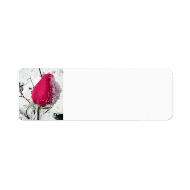 Iced Rose Return Address Label (Front)
