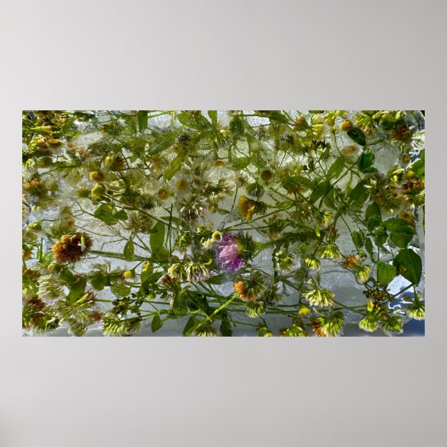 Iced Thistle & Clover,  Poster (Front)