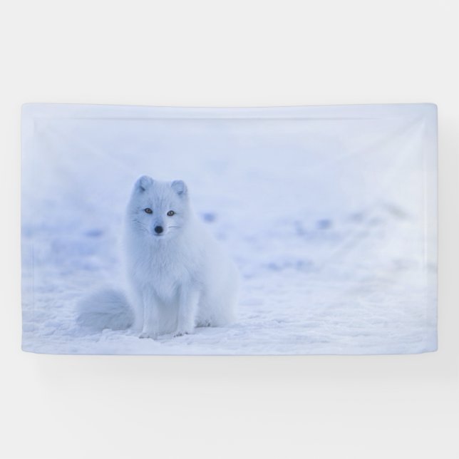 Iceland Arctic Fox Banner (Horizontal)