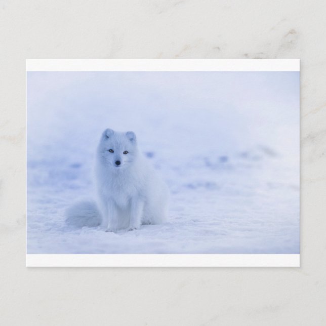 Iceland Arctic Fox Postcard (Front)