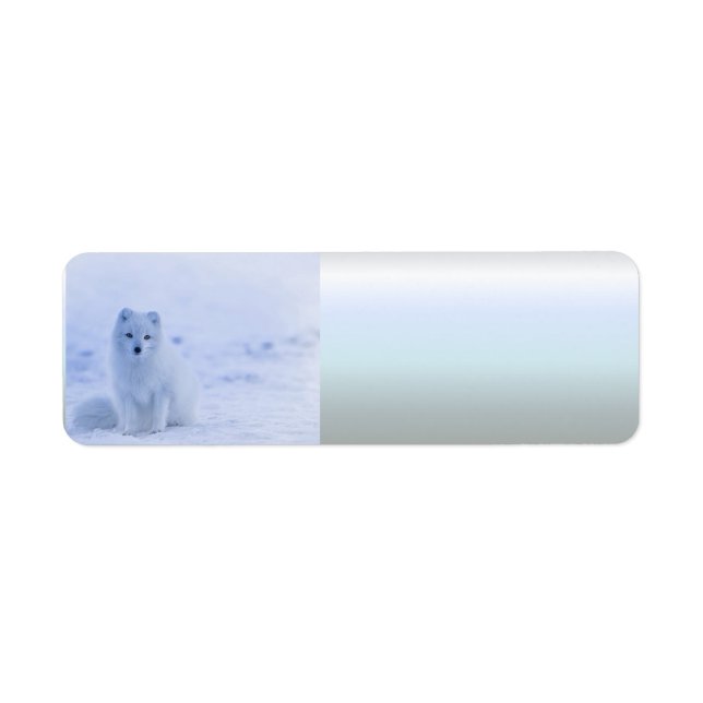 Iceland Arctic Fox Return Address Label (Front)