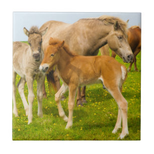 Iceland. Dyrholaey. Icelandic horse foals Ceramic Tile