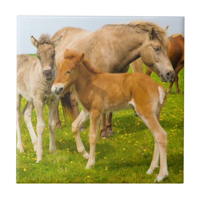 Iceland. Dyrholaey. Icelandic horse foals Ceramic Tile (Front)