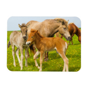 Iceland. Dyrholaey. Icelandic horse foals Magnet