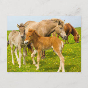 Iceland. Dyrholaey. Icelandic horse foals Postcard