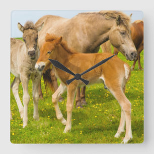 Iceland. Dyrholaey. Icelandic horse foals Square Wall Clock
