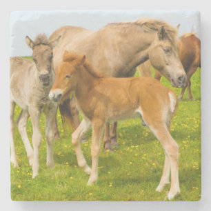 Iceland. Dyrholaey. Icelandic horse foals Stone Coaster