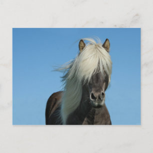 Iceland Horse Tourism Nature Beautiful Postcard