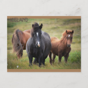 Iceland - Horses Postcard