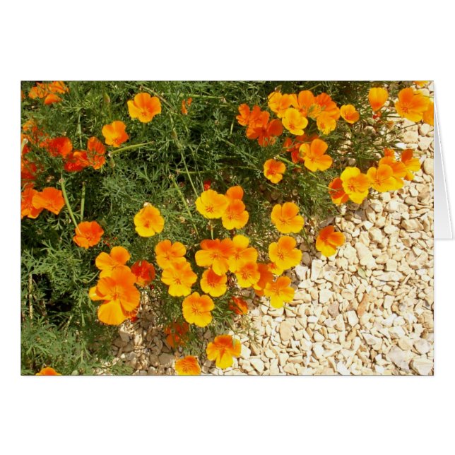 iceland poppies (Front Horizontal)