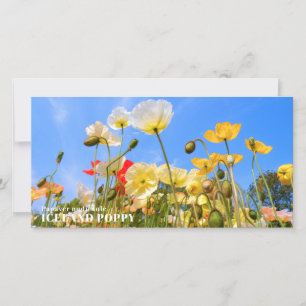 Iceland Poppy Card