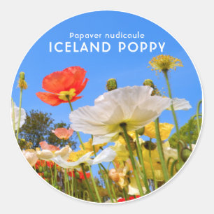 Iceland Poppy Classic Round Sticker