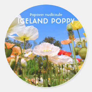 Iceland Poppy Classic Round Sticker