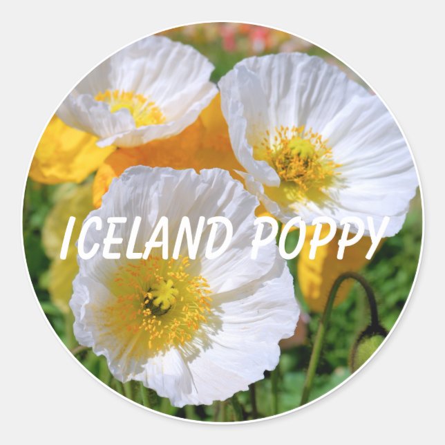 Iceland Poppy Classic Round Sticker (Front)