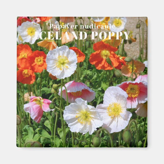Iceland Poppy Magnet (Front)