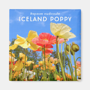Iceland Poppy Magnet