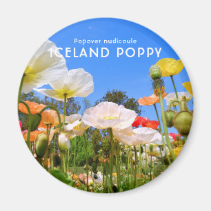 Iceland Poppy Magnet