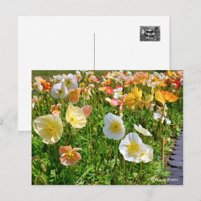 Iceland Poppy Postcard (Front/Back)
