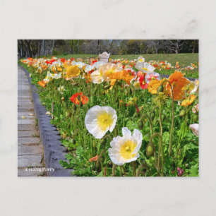 Iceland Poppy Postcard