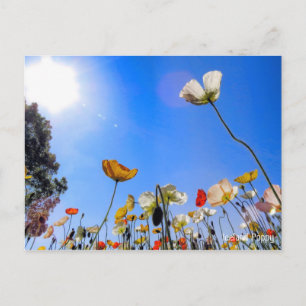 Iceland Poppy [Postcard] ポストカード Postcard