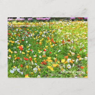 Iceland Poppy [Postcard] ポストカード Postcard