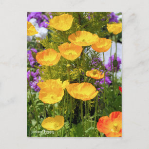 Iceland Poppy [Postcard] Postcard