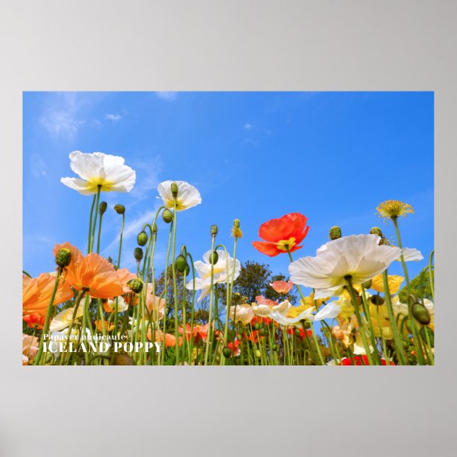 Iceland Poppy Poster (Front)