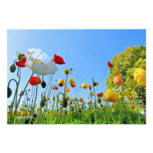 Iceland Poppy [Premium Silver Salt Paper] フォトプリント Photo Print