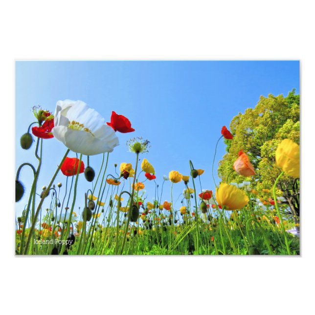Iceland Poppy [Premium Silver Salt Paper] フォトプリント Photo Print (Front)