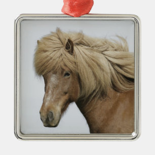 Iceland. Portrait of an Icelandic horse. Metal Ornament