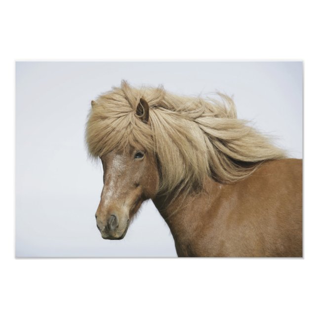 Iceland. Portrait of an Icelandic horse. Photo Print (Front)