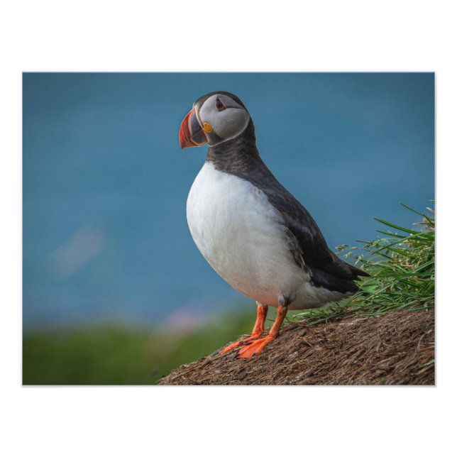 ICELAND PUFFIN PHOTO (Front)