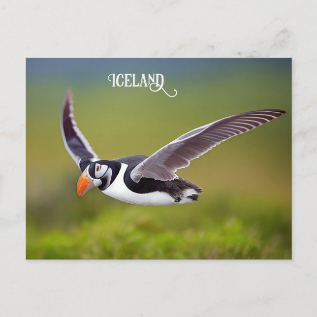 Iceland Puffin Postcard (Front)