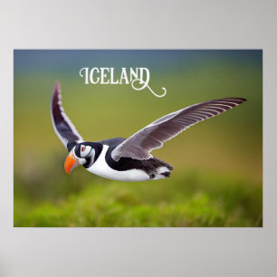 Iceland Puffin Poster