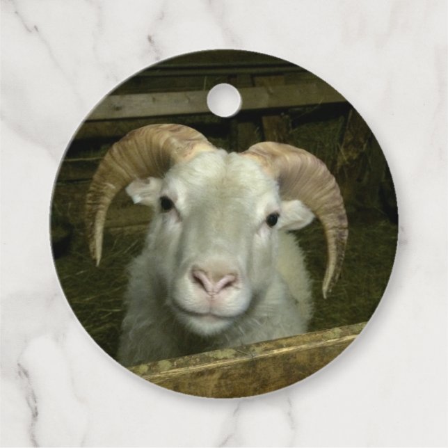 Iceland sheep - favour tags (Front)