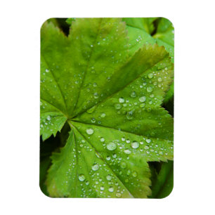 Iceland. South Region. Gullfoss Magnet