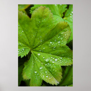 Iceland. South Region. Gullfoss Poster