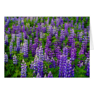 Iceland. Vik i Myrdal. Field of Lupines