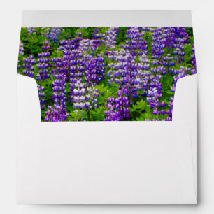 Iceland. Vik i Myrdal. Field of Lupines Envelope