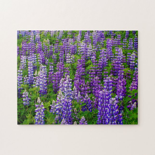 Iceland. Vik i Myrdal. Field of Lupines Jigsaw Puzzle (Horizontal)