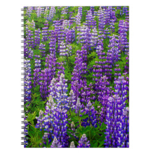 Iceland. Vik i Myrdal. Field of Lupines Notebook